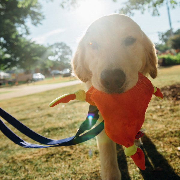 How Can Dogs Tell Time?
