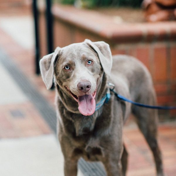 Dog's Really DO Understand Their Owners