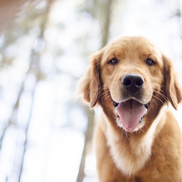 Heroic Dog Saves His Friend From Raging River