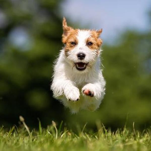 How Your Dog's Metabolism May Be Affecting His Behavior.