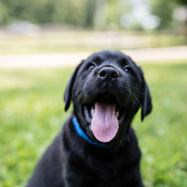 Are We Bullying Our Dogs?