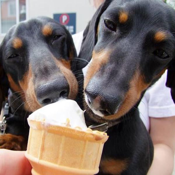 Dogs Caring and Sharing